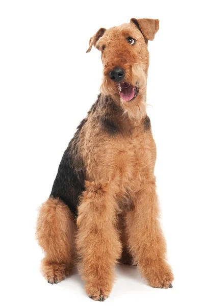 Airedale terrier köpek izole — Stok fotoğraf