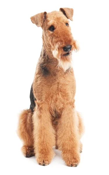 Airedale terrier kutya elszigetelt — Stock Fotó