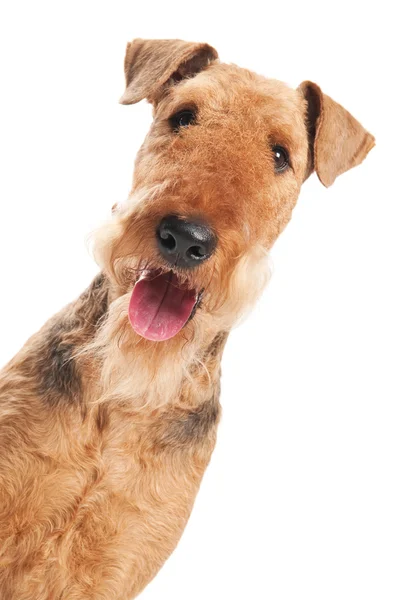 Airedale Terrier cão isolado — Fotografia de Stock
