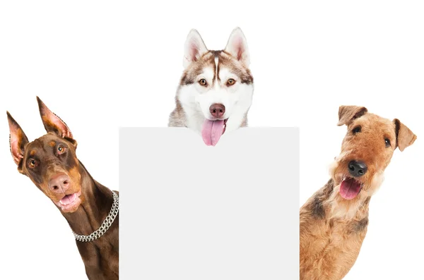 Airedale Terrier สุนัขแยก — ภาพถ่ายสต็อก