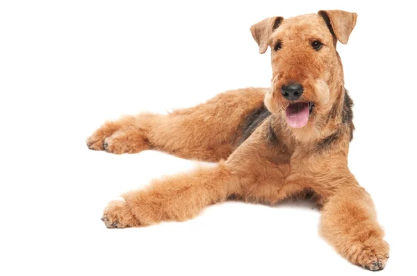 Airedale Terrier Hund isoliert — Stockfoto