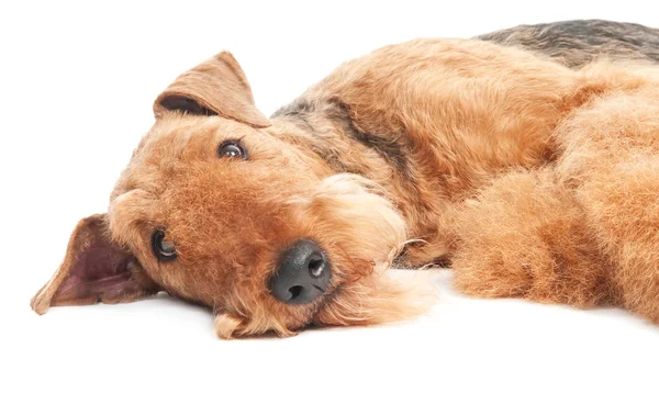 Изолированная собака-терьер — стоковое фото