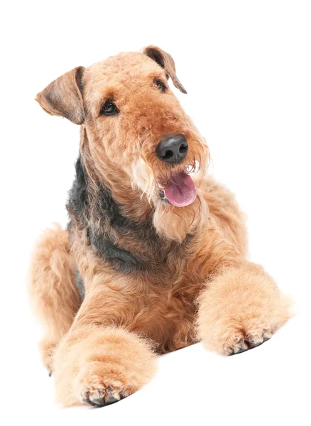 Airedale Terrier cão isolado — Fotografia de Stock