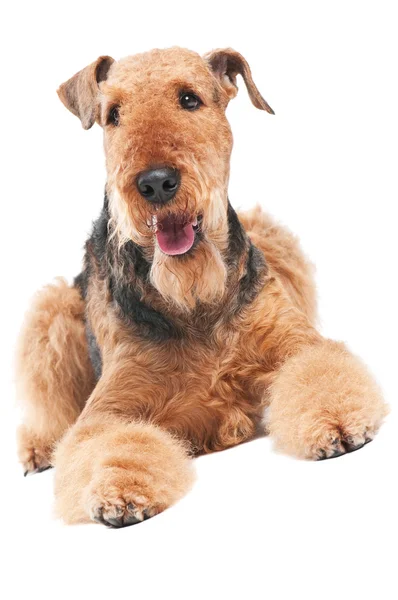 Airedale teriér pes izolované — Stock fotografie