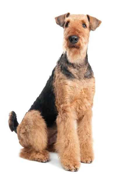 Airedale terrier kutya elszigetelt — Stock Fotó