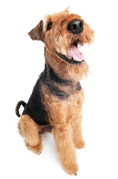 Airedale Terrier Hund isoliert — Stockfoto