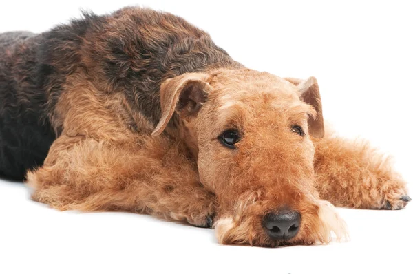 分離された犬エアデール テリア — ストック写真