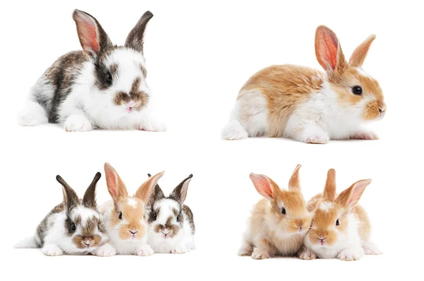 Conjunto de conejos bebé — Foto de Stock
