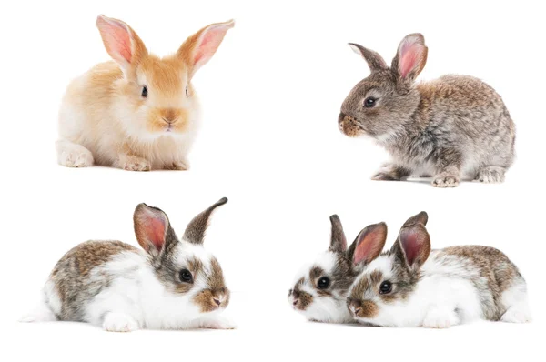 Conjunto de conejos bebé — Foto de Stock