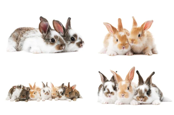 Uppsättning av baby bunny kaniner — Stockfoto
