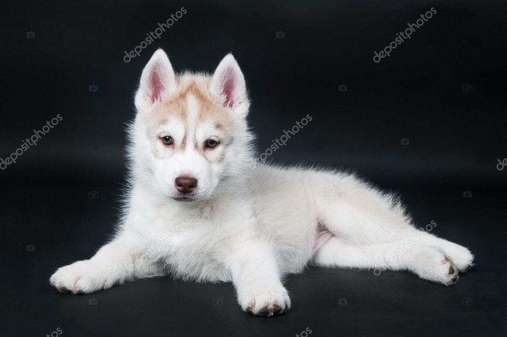 Husky Puppy Over Black Stock Photo By C Kalinovsky