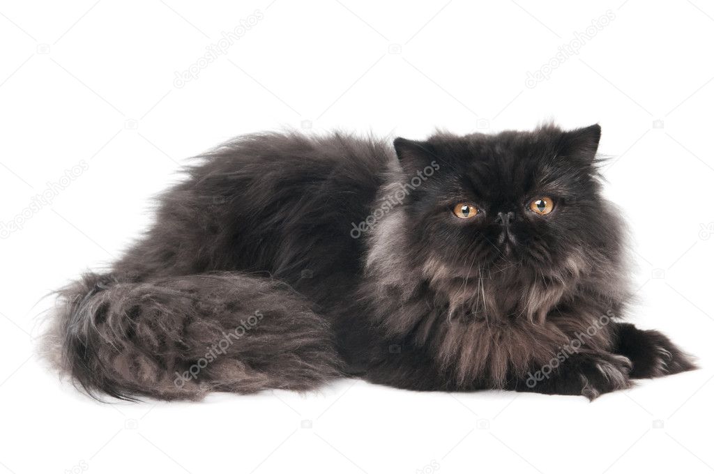 Black persian kitty cat