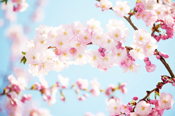 Abrikoos boom bloemen bloeien Rechtenvrije Stockafbeeldingen