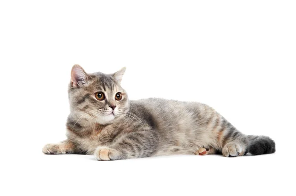 Britská krátkosrstá kočka, samostatný — Stock fotografie