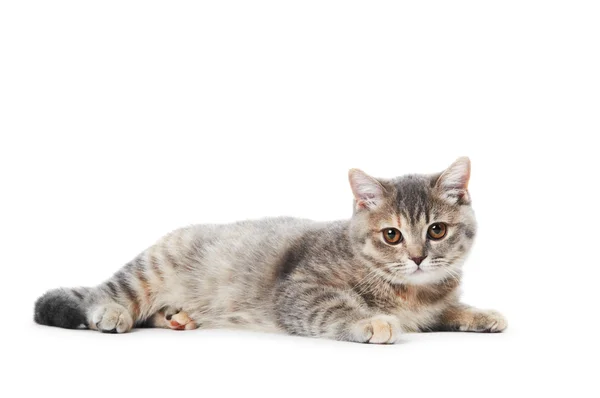 Британская короткошерстная кошка — стоковое фото
