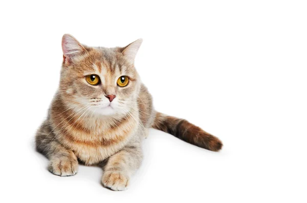 Βρεταννόs στενογραφία γάτα απομονωθεί — Φωτογραφία Αρχείου