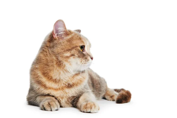Británico taquigrafía gato aislado —  Fotos de Stock