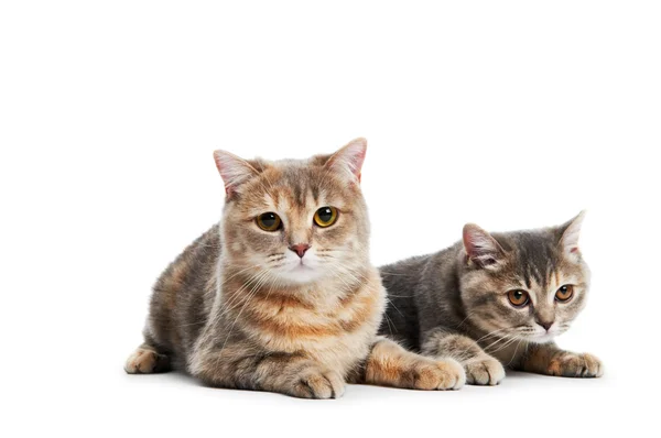 British Shorthair cats isolated — Stockfoto
