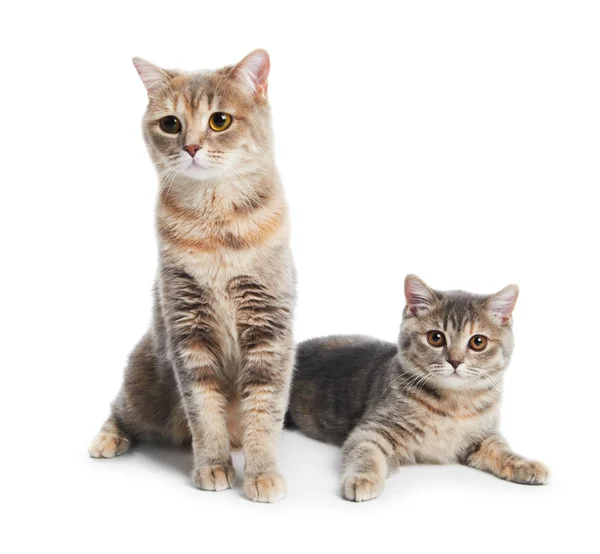 Britânico gatos Shorthair isolado — Fotografia de Stock