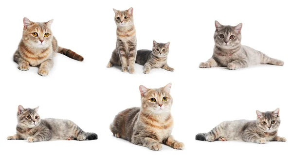 Zestaw koty brytyjskie krótkowłose na białym tle — Zdjęcie stockowe