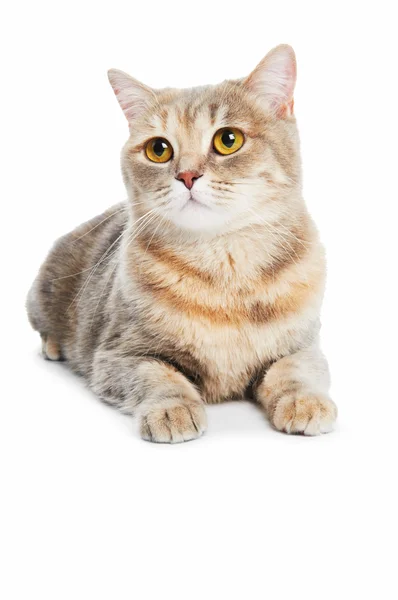 British Shorthair cat isolated — Stock Photo, Image