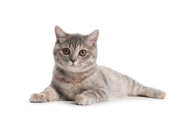 Britská krátkosrstá kočka, samostatný — Stock fotografie
