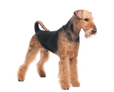 Airedale Terrier dog isolated clipart