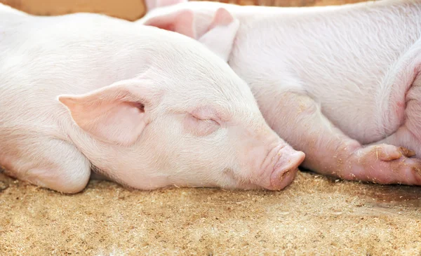 Cerdo joven en cobertizo —  Fotos de Stock