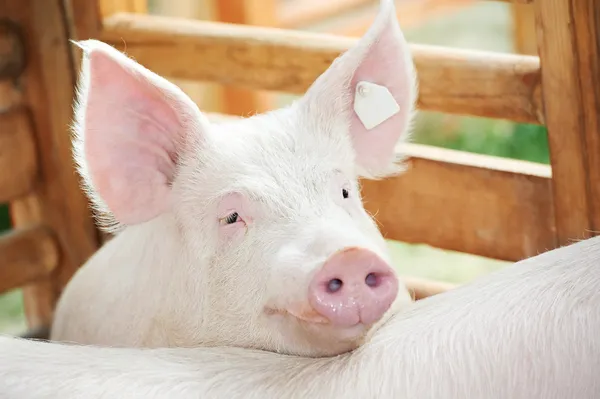 Jovem porco em galpão — Fotografia de Stock