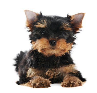 One Yorkshire Terrier (of three month) puppy dog clipart