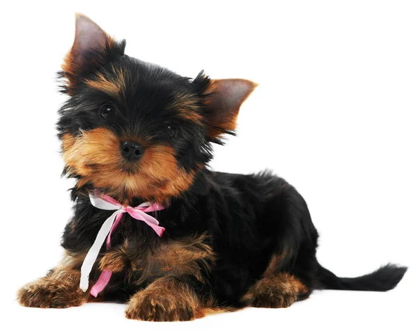 One Yorkshire Terrier (of three month) puppy dog — Stock Photo, Image