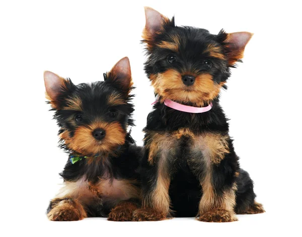 Two Yorkshire Terrier 3 month puppies dog — Stock Photo, Image