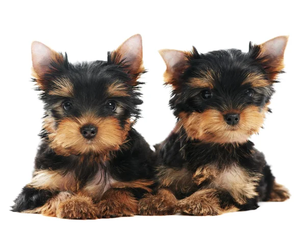 Two Yorkshire Terrier 3 month puppies dog — Stock Photo, Image