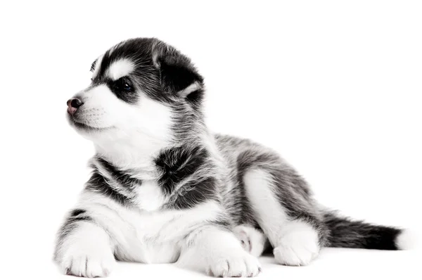 One Siberian husky puppy isolated — Stock Photo, Image