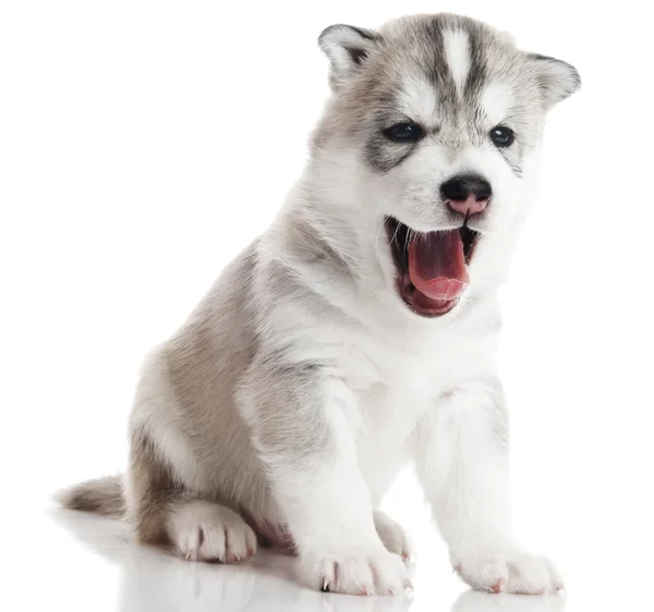 Satu anjing serak Siberia terisolasi — Stok Foto