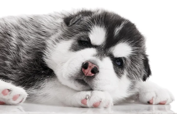 how many hours a day do malamutes sleep