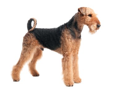 airedale terrier köpek izole