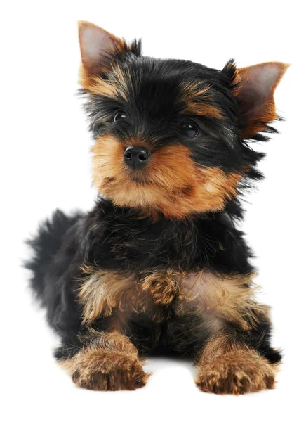 Bir Yorkshire Terrier (üç ay), köpek yavrusu