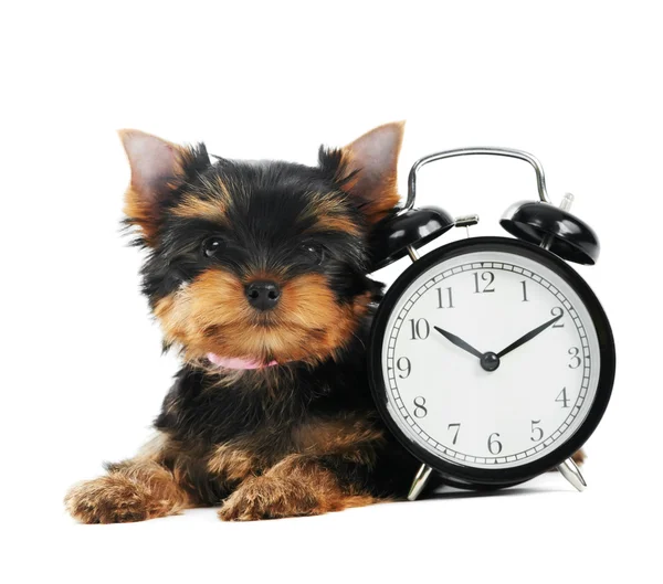 Yorkshire Terrier cachorro cão com despertador relógio — Fotografia de Stock