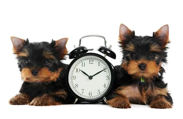 Yorkshire Terrier puppy dog with alarm clock — Stock Photo, Image