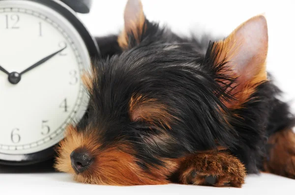 Yorkshire Terrier puppy dog with alarm clock — Stock Photo, Image