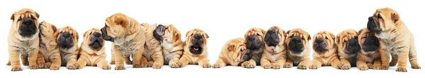 Brood of sharpei puppies dogs — Stock Photo, Image