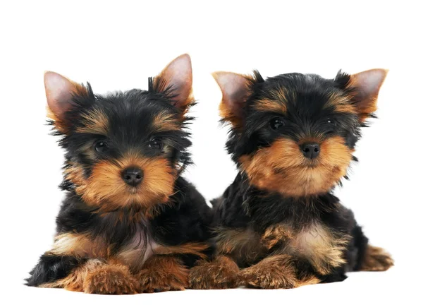 One Yorkshire Terrier (of three month) puppy dog — Stock Photo, Image