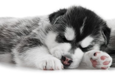 One Siberian husky puppy isolated clipart