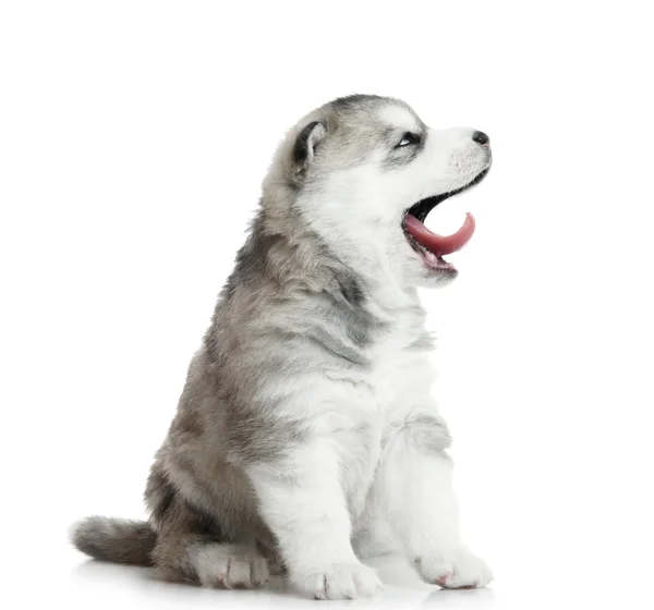 Satu anjing serak Siberia terisolasi — Stok Foto