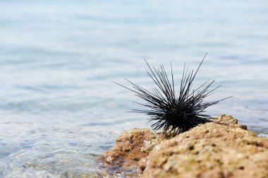 Sea urchin clipart