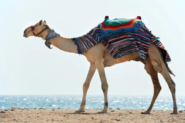 骆驼在红海海滩 — 图库照片