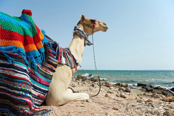 Kızıldeniz plajda otururken deve — Stok fotoğraf