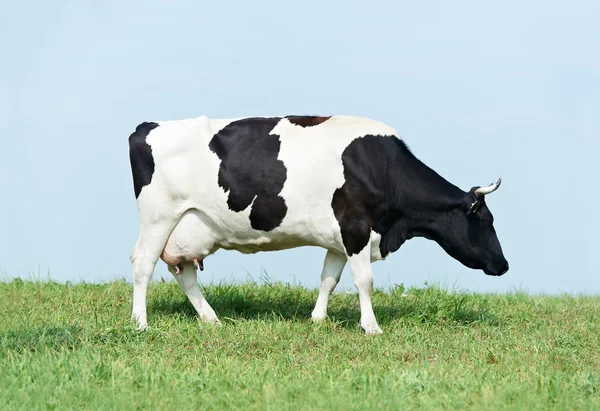 Weiße schwarze Milchkuh auf der grünen Grasweide — Stockfoto