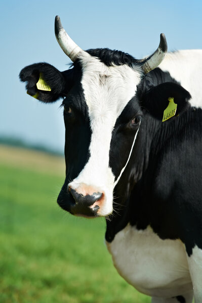 White black milch cow on green grass pasture